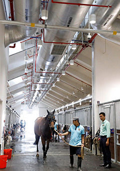 More spacious stables at CRC ensure a comfortable living environment for horses.