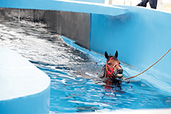 The equine swimming pool has a depth of 2.6m.