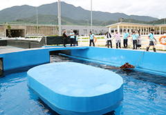 馬匹游泳池屬從化馬場主要設施之一。
