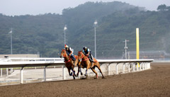 Horses gallop on the all-weather track.